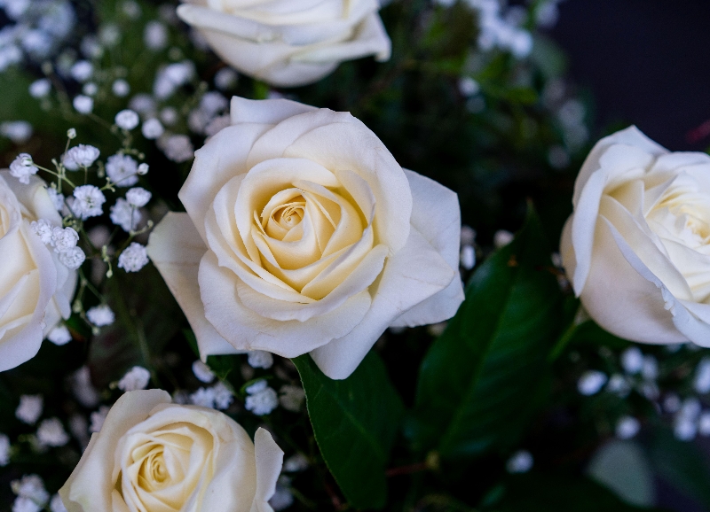 12 White Roses buy online or call 01483 756 579