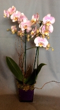 Phalaenopsis Orchid