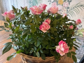 Rose Basket